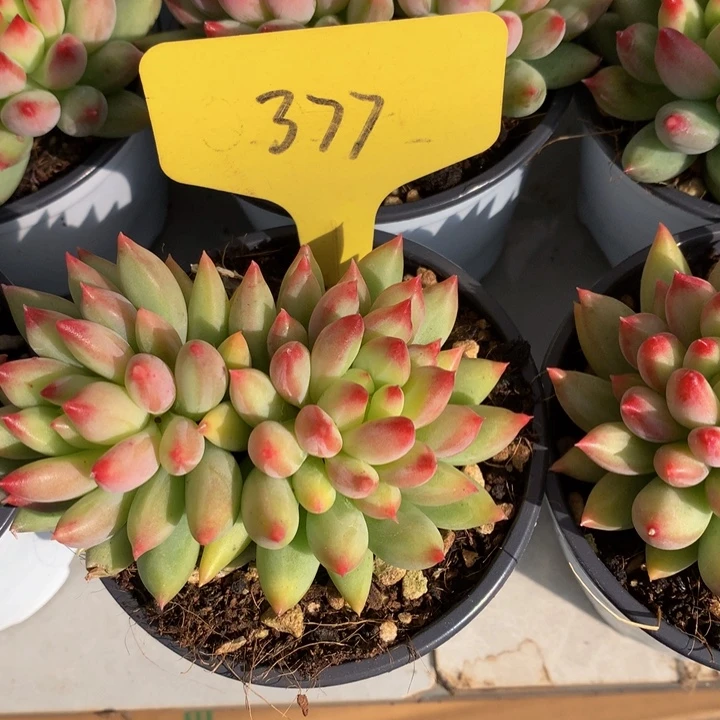 多日子和欧626262626