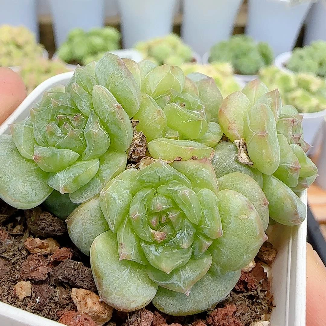 【闪购商品】0718-82糖心