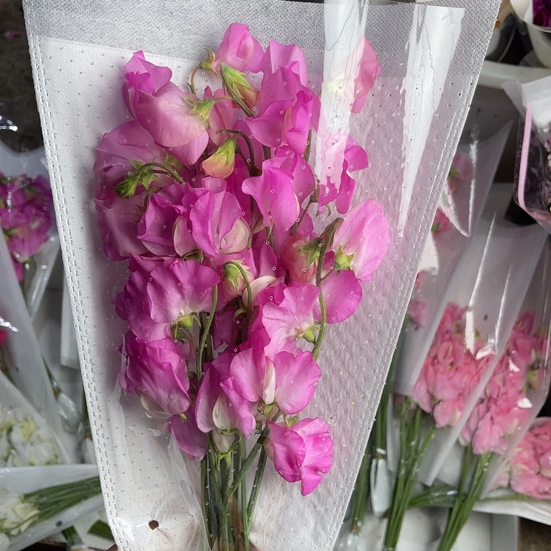 完全开放香豌豆（玫粉色）一扎