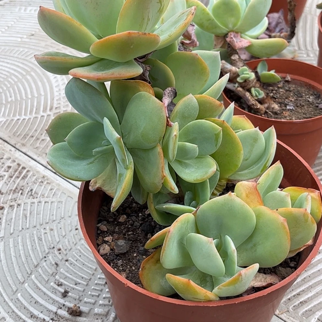 【闪购商品】无花朵武**1