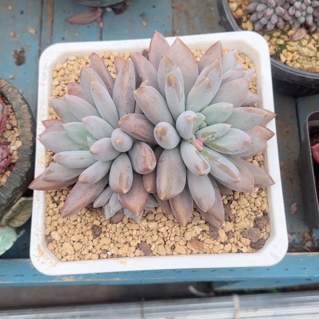 精品多肉植物老桩