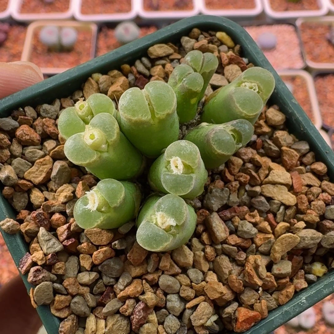 云缦精品番杏15.3 粉佛度10头