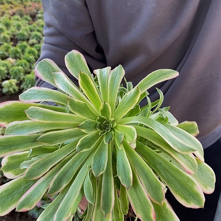 丘比特加红茶多肉法师