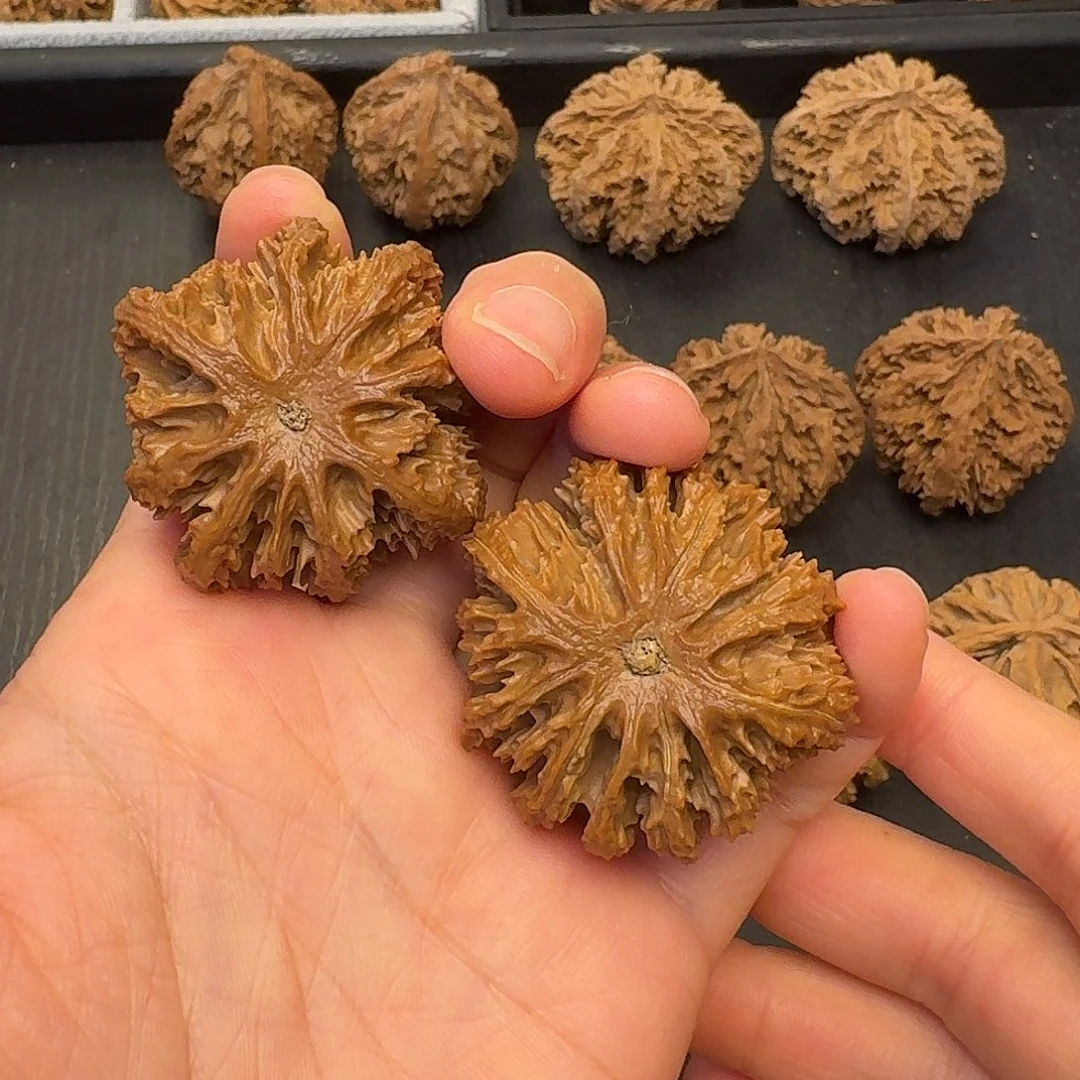 5***.核桃突突突突突突