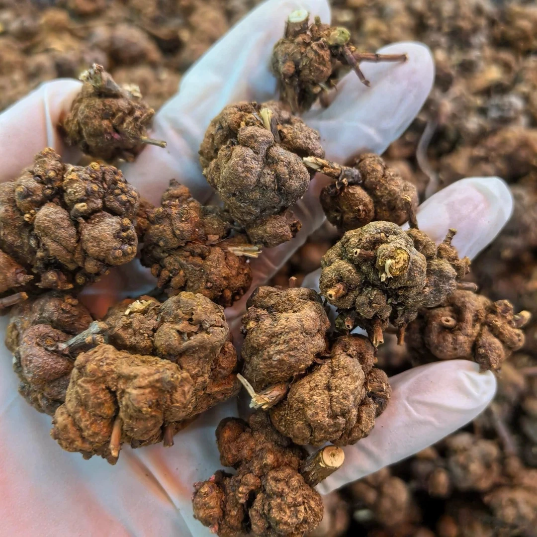 云南深山野生【消、榴、果】传统滋补参农产品500g