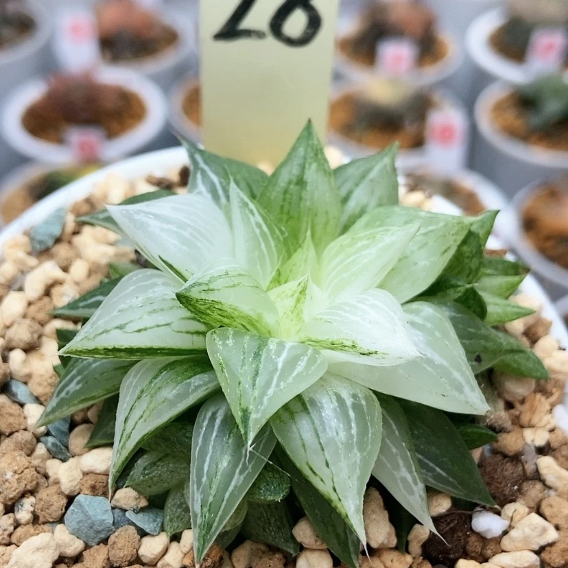 【闪购商品】砂糖28