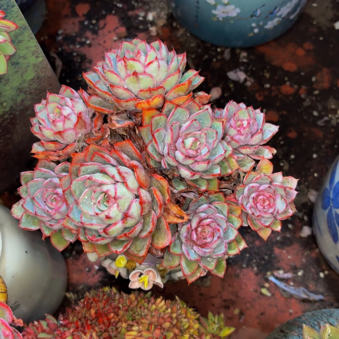 百***果老桩精品肉肉赫拉