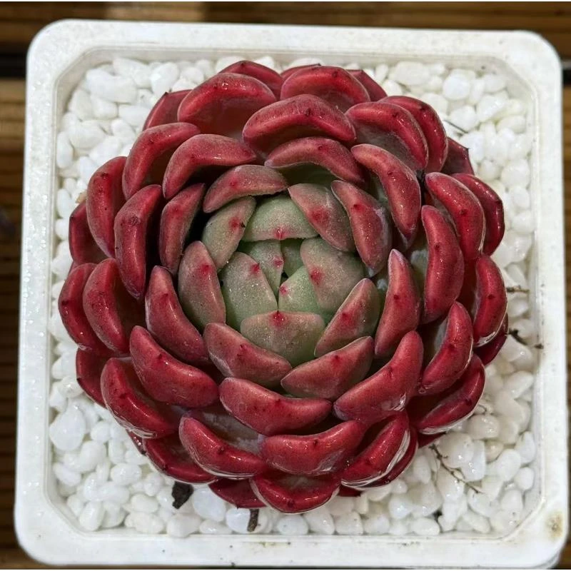 12#欧若拉多肉植物   前男友精品多肉 SM0267 (2)