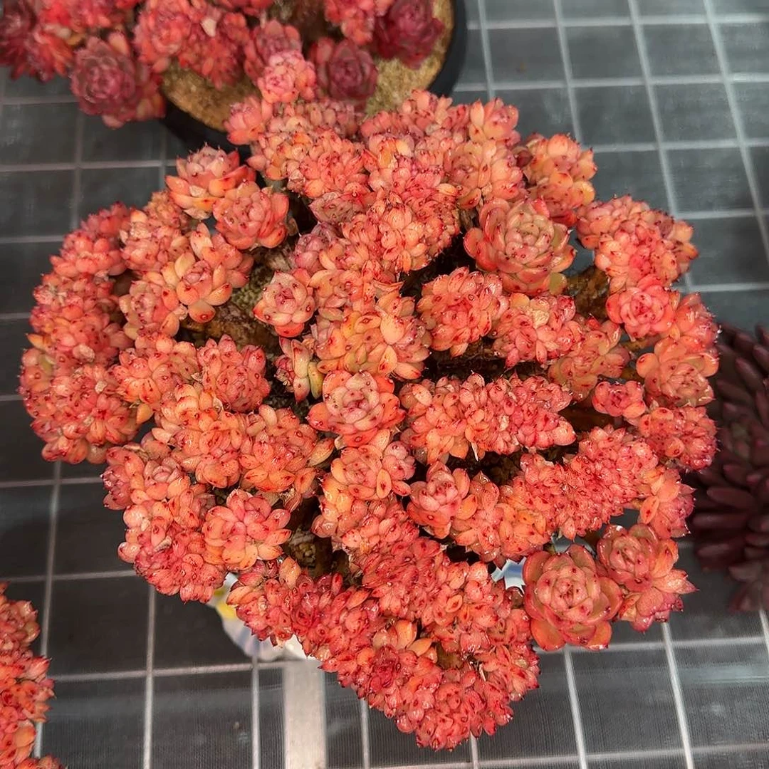 从前慢花园精选彩票缀