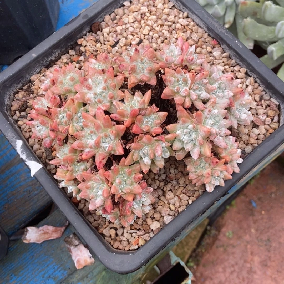 格诺玛多肉植物啦啦啦