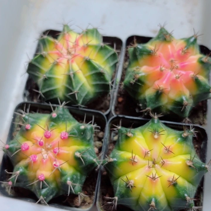 单头4颗牡丹锦仙人球
