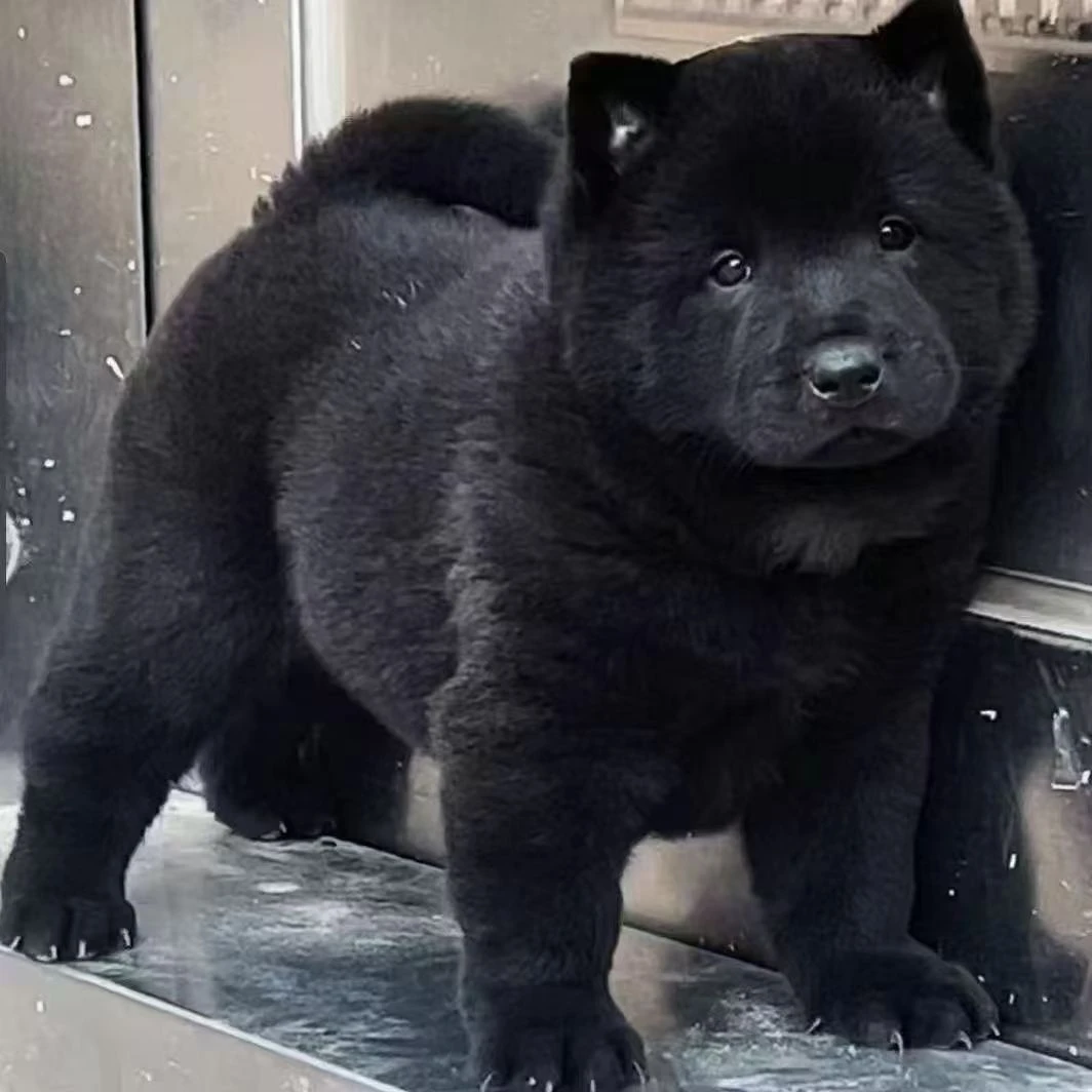 广西中华田园犬活体狗狗五黑犬五红犬虎斑犬黄狗白面小狗