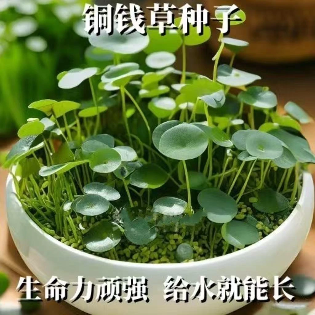 【水培铜钱草种子】大叶水养种籽水培植物花卉盆栽室内常绿