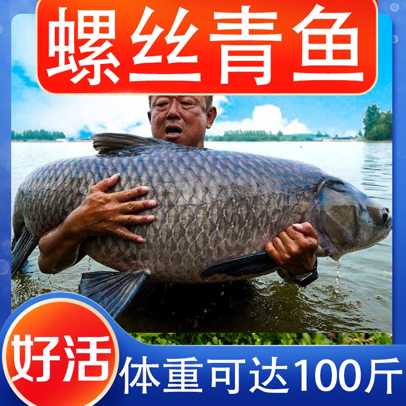 青鱼螺丝青鱼小鱼四川发货淡水养殖食用观赏均可