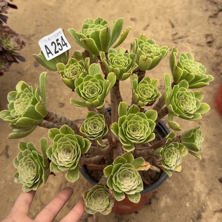 魅灵玫瑰……多肉植物……