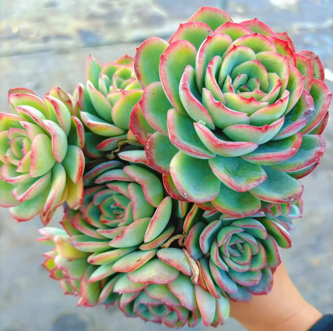 ［群生晨露］ 新手好养 脱土发（2单包邮）） 好运来多肉植物