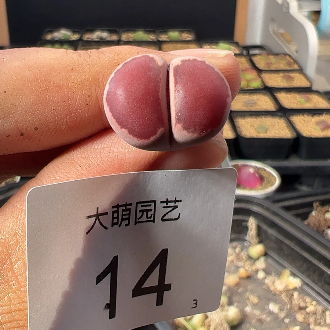 一物一拍。 14