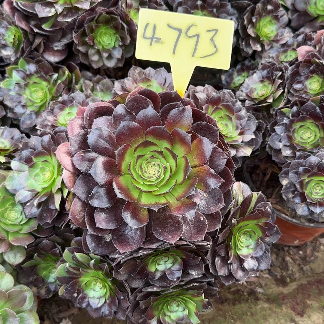 4793+-黑美人多头多肉