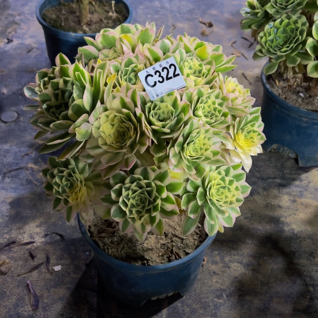 【闪购商品】我**素32200