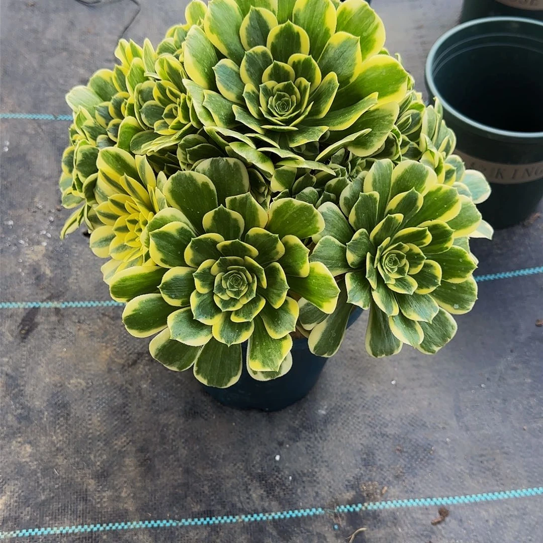 心****6多肉植物迈巴赫老庄