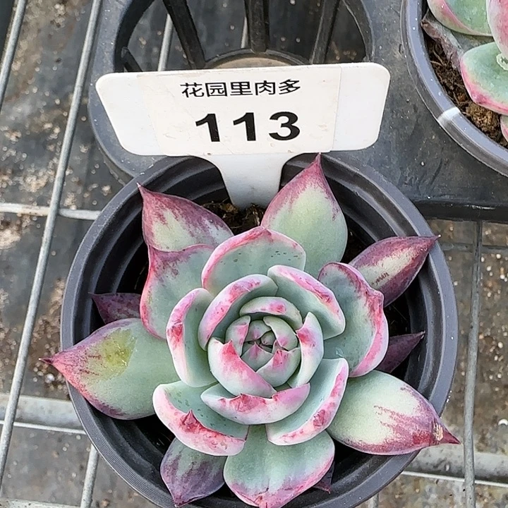 113 惊鸿仙子多肉植物6-9cm