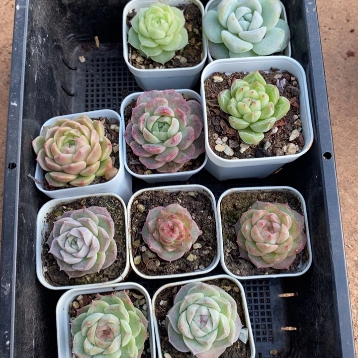 D286- 直播福利 十棵带盆土