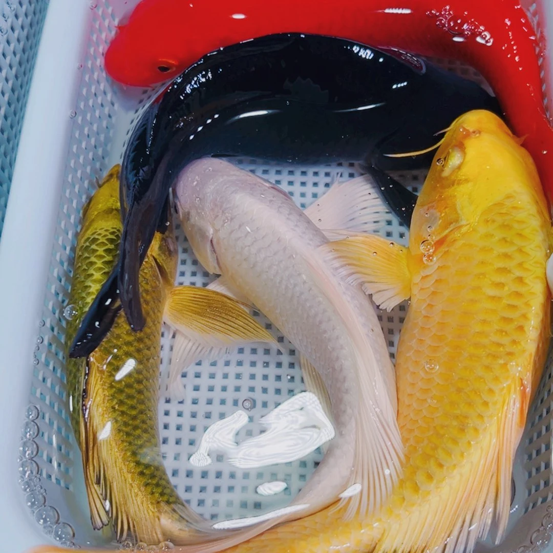 锦鲤锦鲤冷水鱼观赏