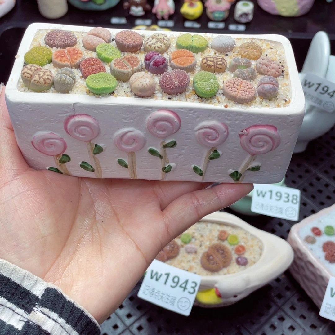 w1947 带盆土发货一物一拍