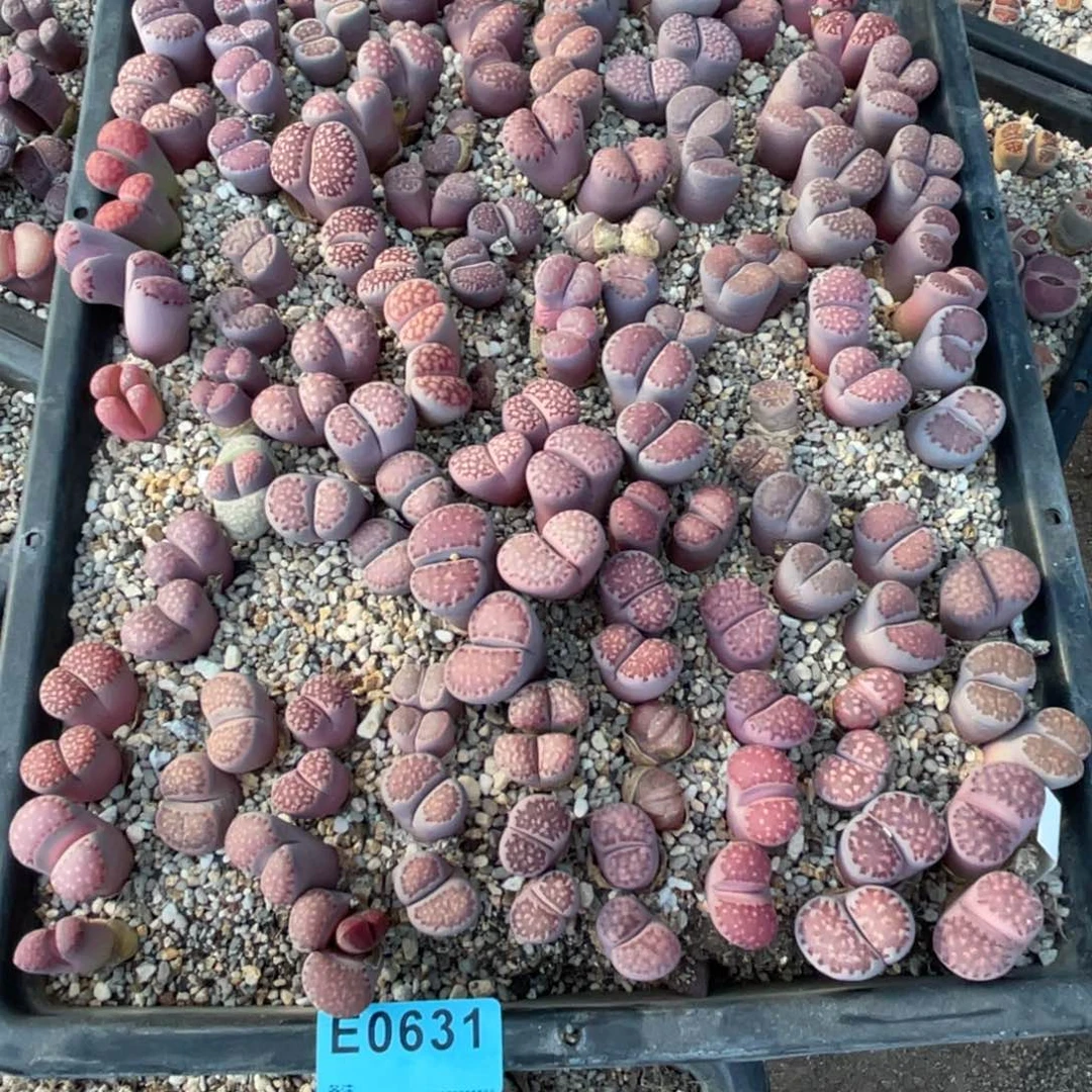 赤***豆0631筐福利不售后