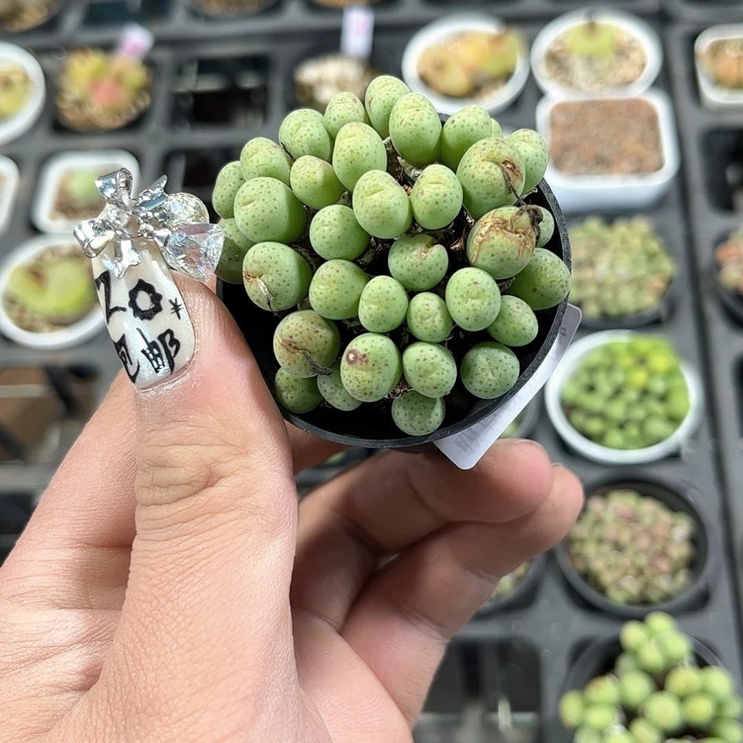 什***王24937一物一拍单头