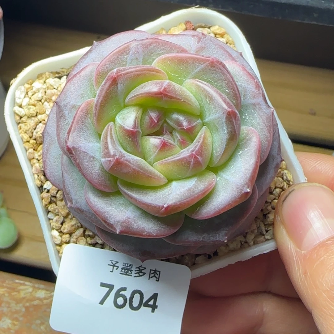 包子孤品，7604多肉植物