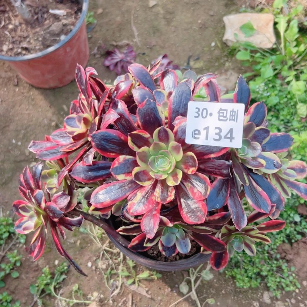 134欧嘉莉多肉法师