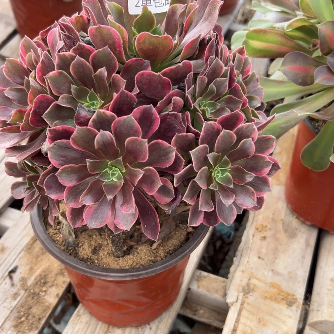 963多肉   金丝雀不包断头