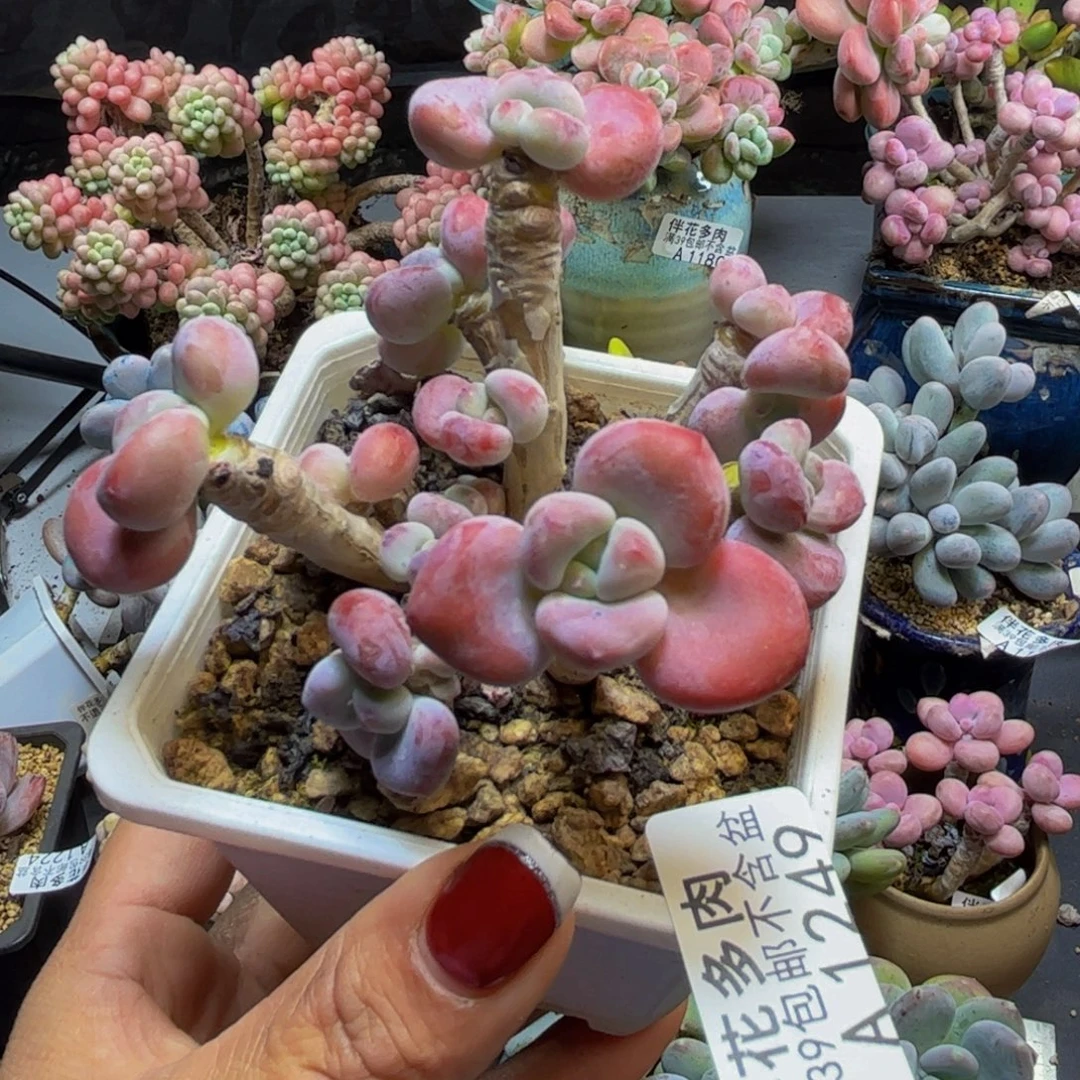 红洛神1249/8cm多肉