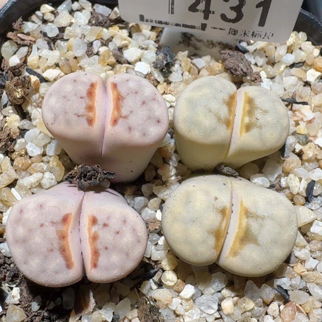 zzz精品也福利1431