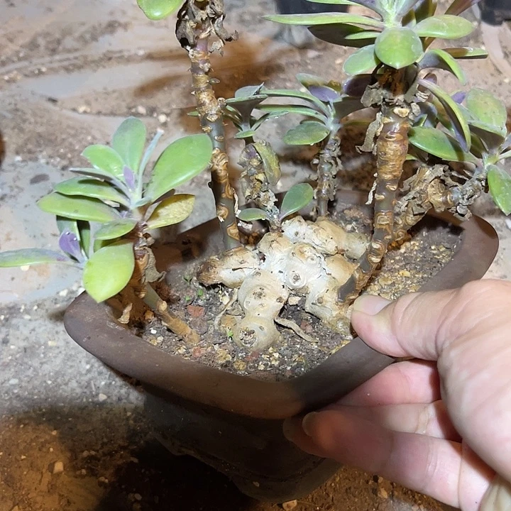 无花朵紫龙块根一物一拍