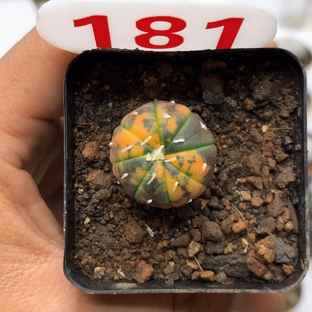 181福利特价来了哦亲