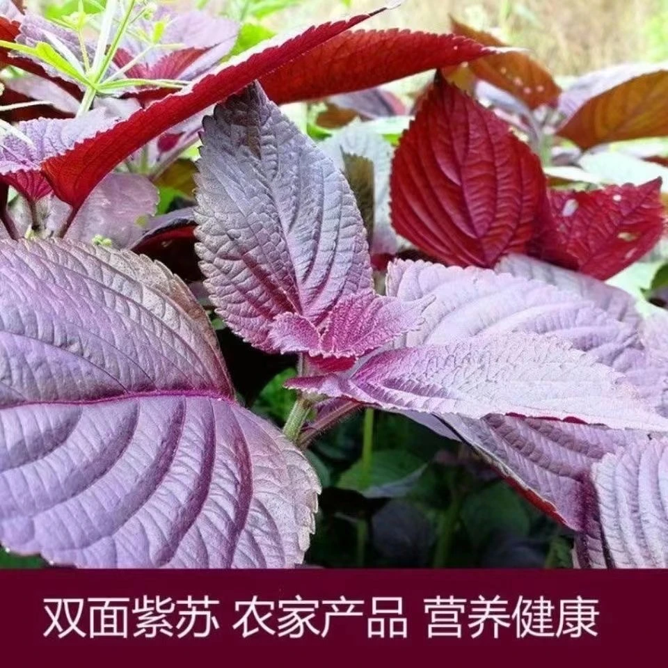 紫苏种子种籽孑种可食用紫苏叶籽种苗菜野菜蔬菜苏子四季种植盆栽