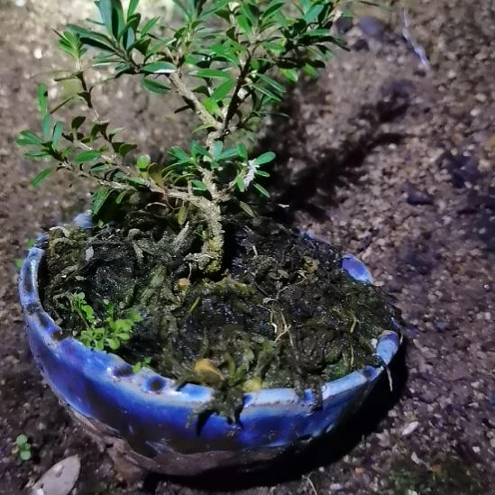无花朵贵州米叶黄杨