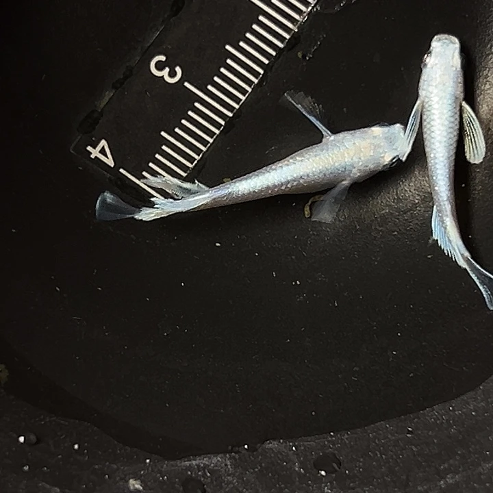 青鳉鱼长鳍天使一组01