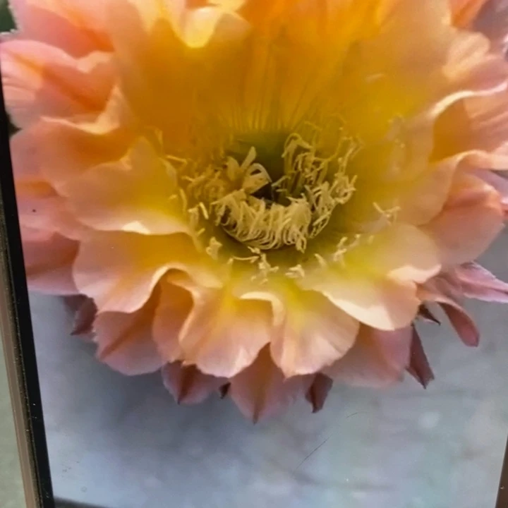 彩草106和16号带根5公分左右