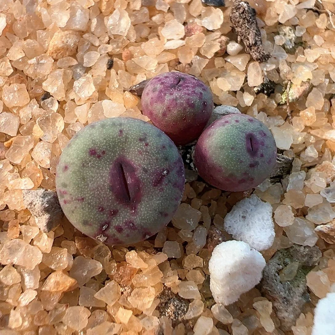 se嘴 多肉肉锥 多肉