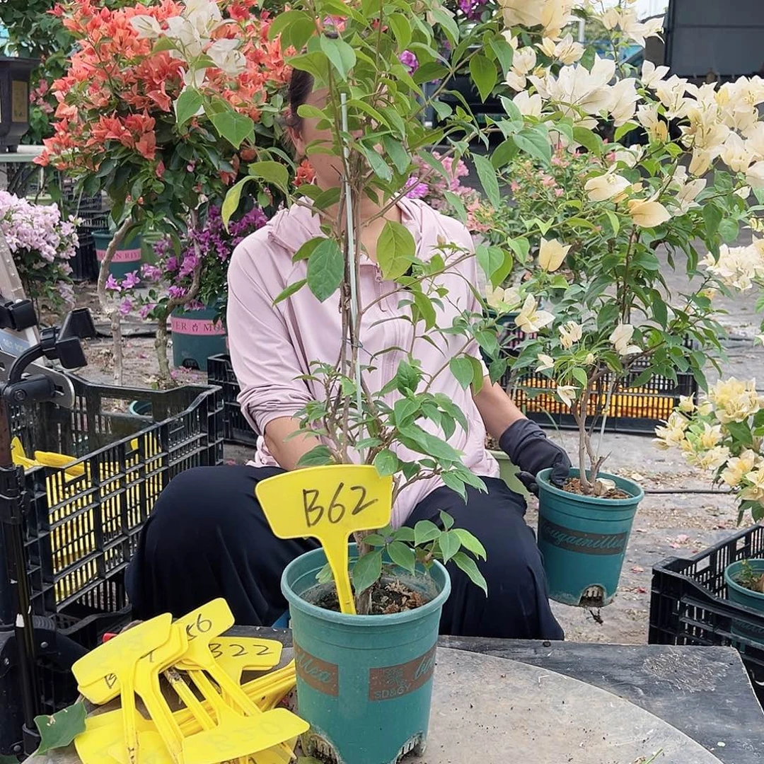 浅***忆大部分花苞少量开放B62苏瓦娜