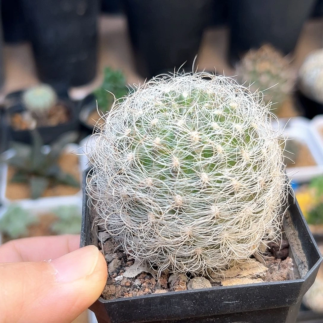 软刺狂刺银翁玉5cm