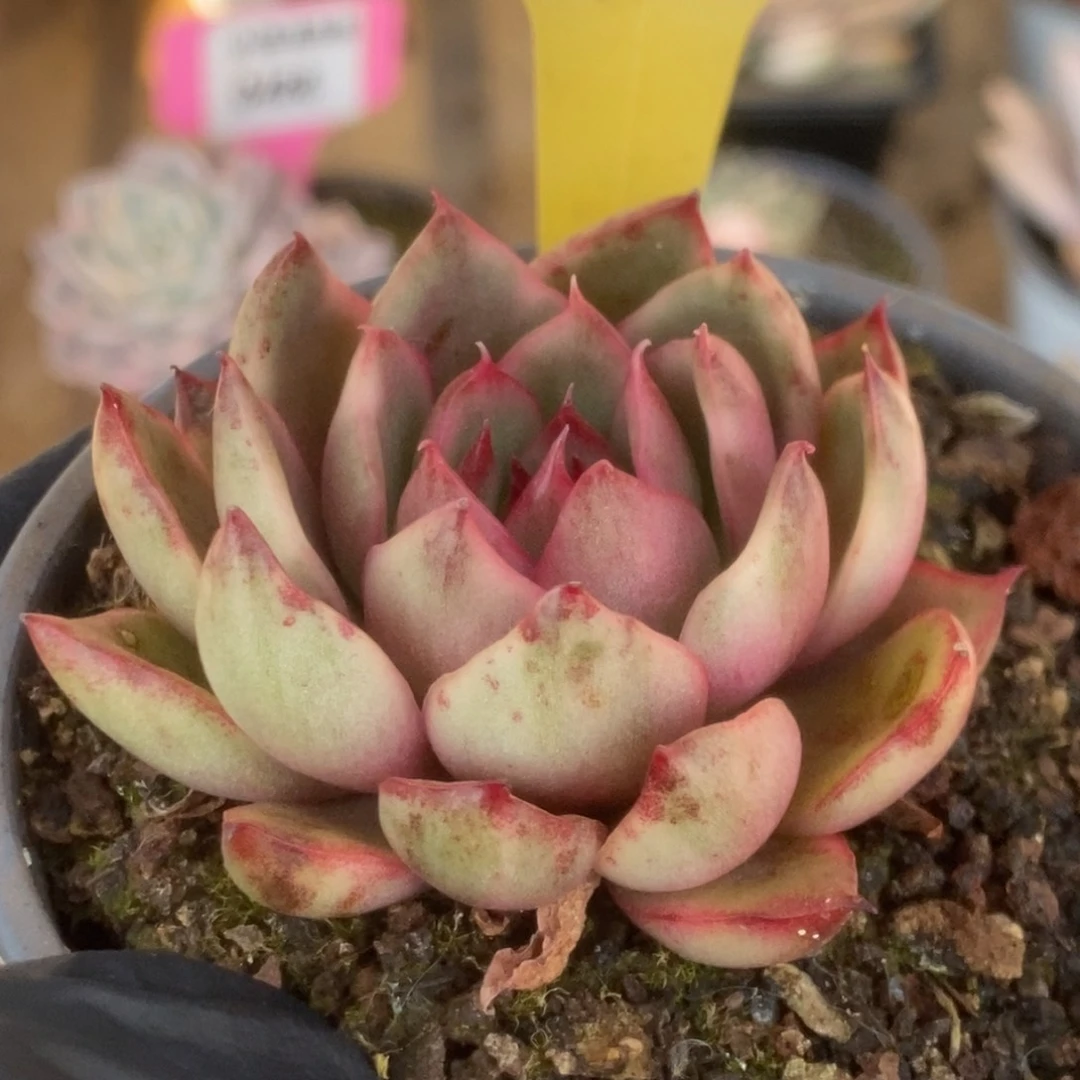 558野马锦锦锦锦锦锦