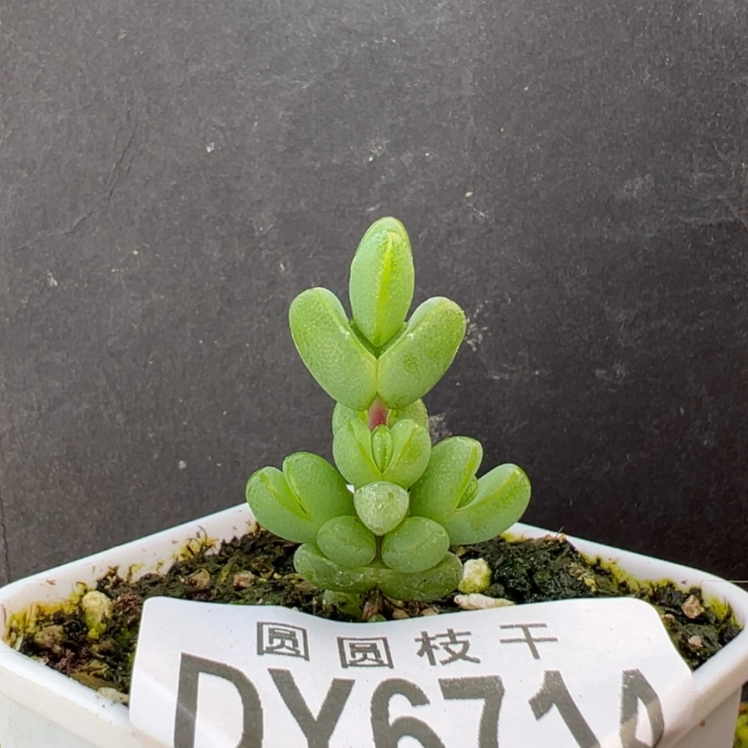 【闪购商品】dy6714小小元宝冠幅2cm