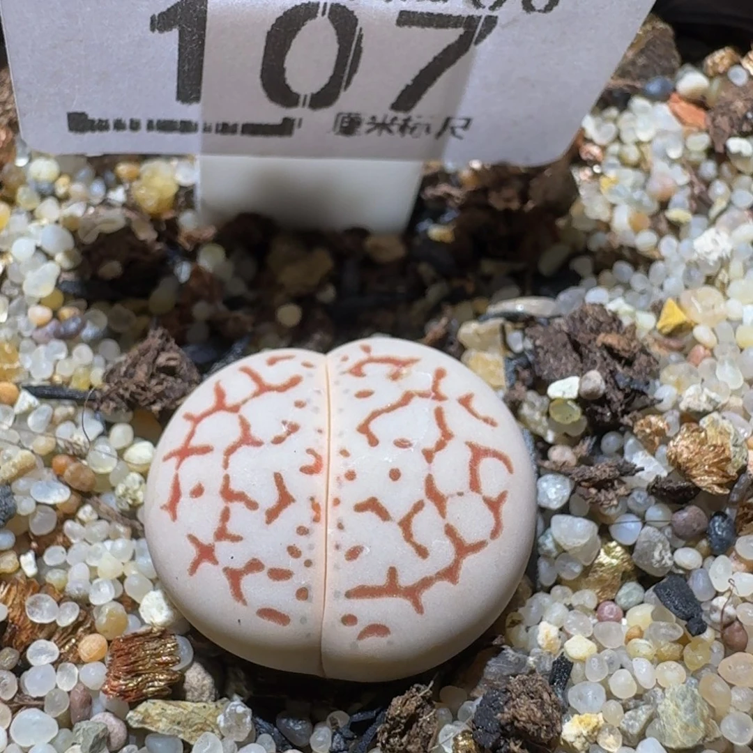 Sssss精品生石花107精选红纹