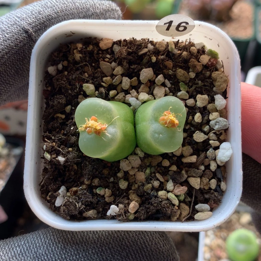 16号欧泡母本一颗