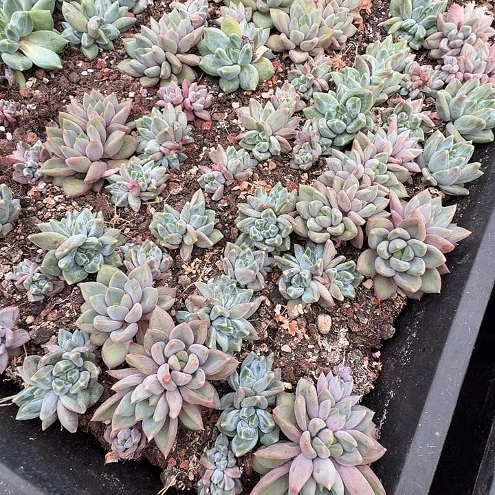 桔云美人多肉系列10颗