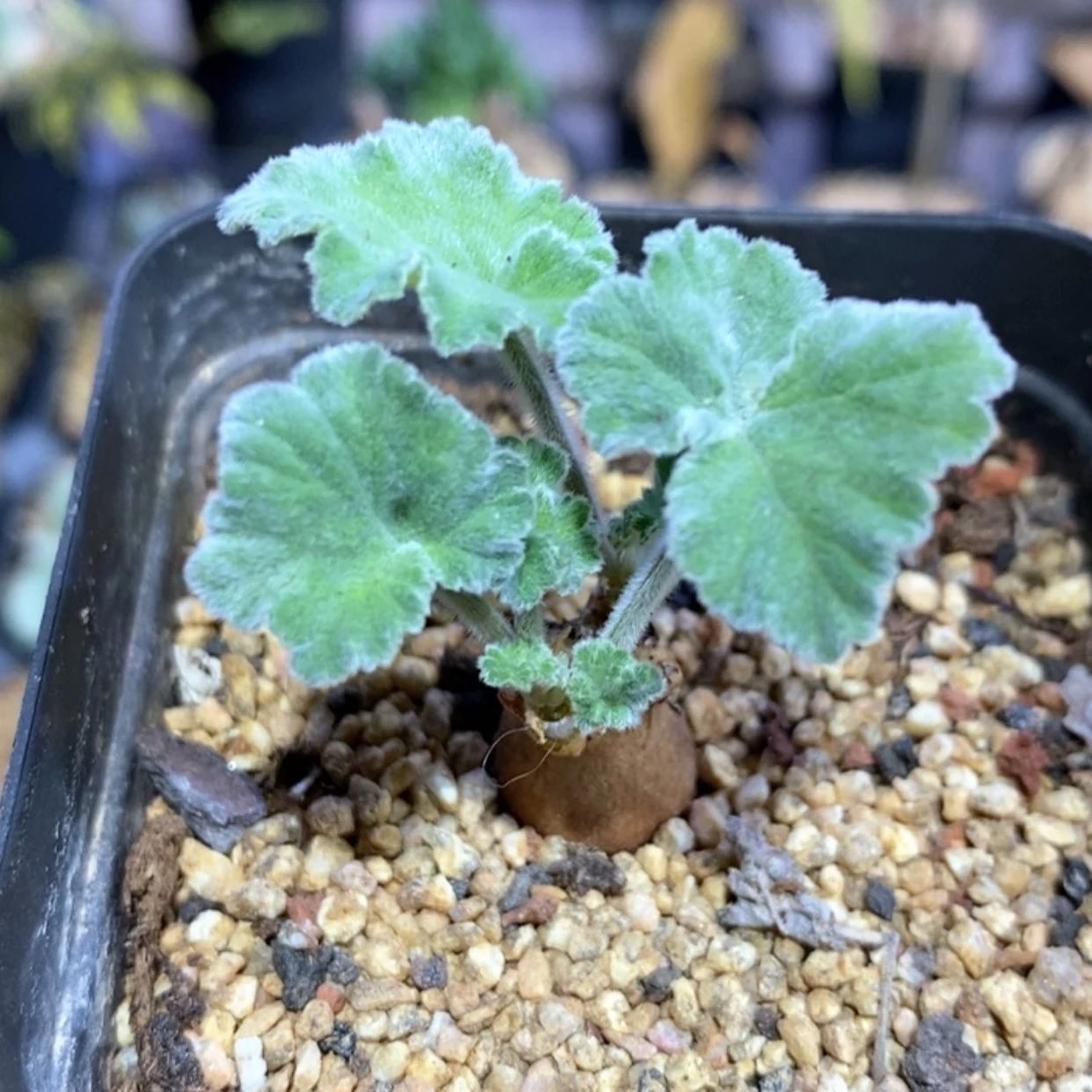 【闪购商品】品红洋葵